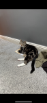 Male Tabby Cat lost in Ballymacarbry (The Nire Valley)