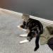 Male Tabby Cat lost in Ballymacarbry (The Nire Valley)
