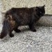 Found black cat