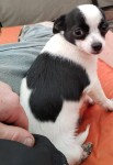 Little miss female small chihuahua dog missing from castletroy