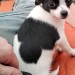 Little miss female small chihuahua dog missing from castletroy