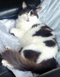 Male long-hair black and white cat lost in Fermoy, Co. Cork