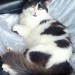 Male long-hair black and white cat lost in Fermoy, Co. Cork