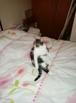 Lost cat 24/07/24