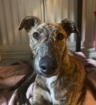 Female lurcher found in cork city