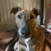 Female lurcher found in cork city