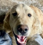 Male Golden Retriever Lost in Mallow