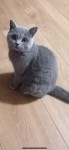 Female British short hair cat lost in Rochestown,Cork