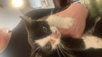 Black and white kitten found Cork city