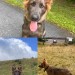 Male German shepherd 6mt old puppy lost in Granagh