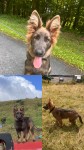 Male German shepherd 6mt old puppy lost in Granagh