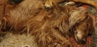 14 year Old Red Setter Charlie Lost in Killanully Ballygarvan