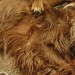 14 year Old Red Setter Charlie Lost in Killanully Ballygarvan