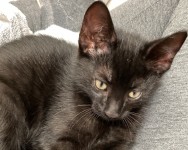 Black Kitten found on Curragh Rd, Turners Cross