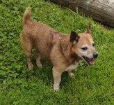 Male (tan) miniature Jack Russel lost in Co Kerry Currow area