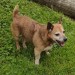 Male (tan) miniature Jack Russel lost in Co Kerry Currow area