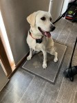 Found cream male Lab in Waterfall