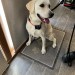 Found cream male Lab in Waterfall