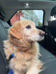 Golden Retriever lost in Rochestown