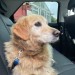 Golden Retriever lost in Rochestown