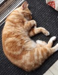 Male giner cat – Clonaslee – Nenagh