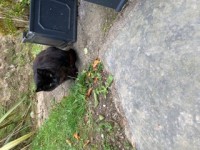 Black cat found in Crossbarry area