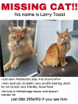 Missing cat