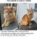 Missing cat