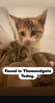 Kitten found in Thomondgate