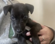 Female. Pup. Mixed breed Labrador and pointer