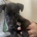 Female. Pup. Mixed breed Labrador and pointer