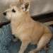 Ballycotton – Small straw yellow coloured terrier lost