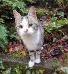 Young friendly tabby cat found in Glengarriff