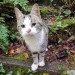 Young friendly tabby cat found in Glengarriff