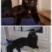 Male black kitten lost in castletroy limerick