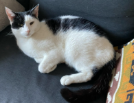 Black & white cat missing in Togher