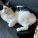 Black & white cat missing in Togher