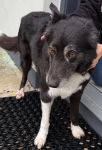 Black Collie dog found in Farmers Cross by Cork Airport