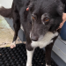 Black Collie dog found in Farmers Cross by Cork Airport