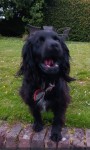 Black Spaniel  type dog lost in Whitechurch area