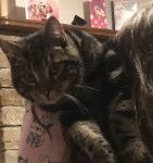 Male cat lost killeagh co cork