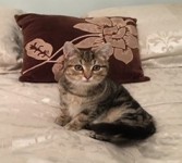 Male Stripped Tabby Kitten Lost in Kilcully