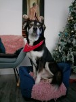 Male husky/collie lost North of dunmanway