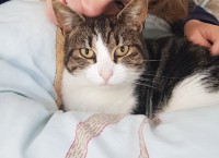 Lost female cat on Model Farm Road/Dennehys Cross