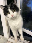 Missing small young cat