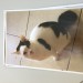 Male cat lost in carrigtwohill area