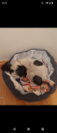 Black and White Bischon Fris/ King Charles lost in Newmarket