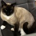 Male Siamese cat lost in Rathcormac