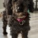Small black dog found on M8