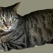 Male tabby cat lost in Crookstown, Cork area